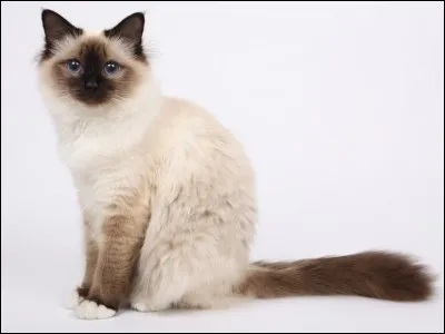 Je suis le plus beau, tu ne trouves pas ? Alors, quelle est ma race ?