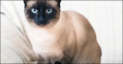 Oh non, c'est la fin du quiz ! Terminons-le par une bonne réponse. Quelle est ma race ?