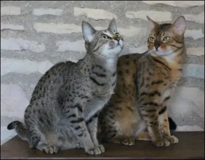 Nous sommes de la même race ! Laquelle ?