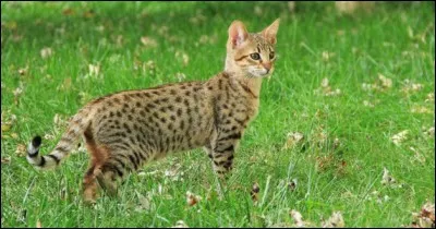 Et moi, tu me trouves comment ? Beau ? Merci ! Et quelle est ma race ?