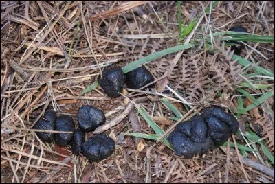 Les laissées sont les excréments de quel animal ?