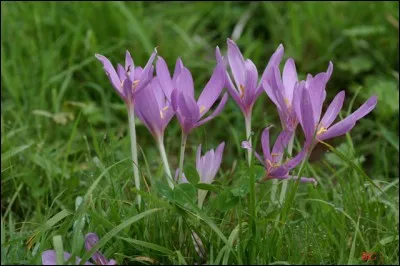Quel chanteur a repris ''Colchiques dans les prés'', dont le titre initial est ''Automne'' ?