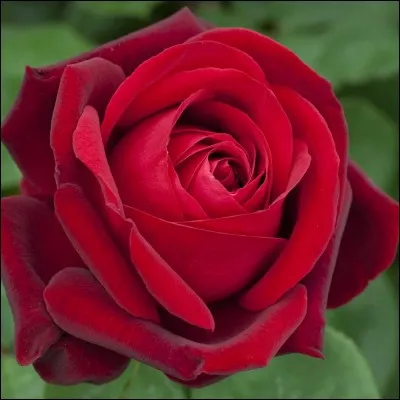 Quelle est la fleur préférée de Michèle ?