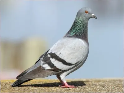 La vision du pigeon devient bleue lorsqu'il regarde au nord.