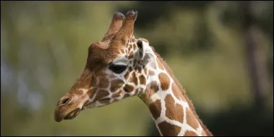 La girafe est le seul animal de la planète qui ne bâille jamais.