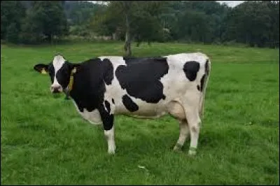 Les vaches d'élevage ont une ou plusieurs meilleures amies. Lorsqu'elles sont séparées, elles peuvent faire une dépression.