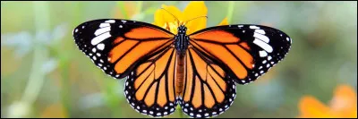 Avec quoi les papillons goûtent-ils ?