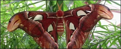 Ce pays-là plaît bien au papillon, en plus il s'est fait de nouveaux potes, plus grands et tout bleus, les morphos, il décide donc de continuer, passe plusieurs rivières et survole une ancienne possession hollandaise, le ...