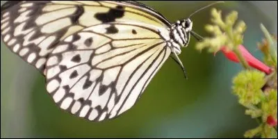 Notre papillon est à présent bien fatigué, de plus l'urgence de la reproduction approche à grands pas, dans un dernier effort, il voyage et survole bientôt un pays où les douaniers ont fort à faire, car tout ce qui est blanc n'est pas forcément du sucre !