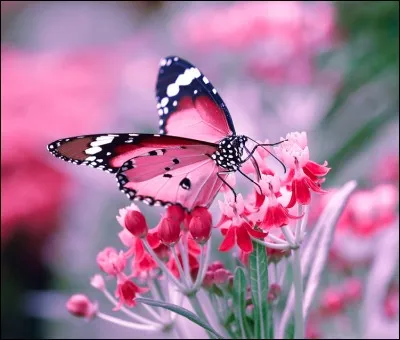 Trop de monde décidément, le papillon, après plusieurs heures de vol, surplombe une ville où plane une odeur de frites, si il le pouvait il chanterait : Place de Broukère on voyait les vitrines - Avec les hommes les femmes en crinoline !