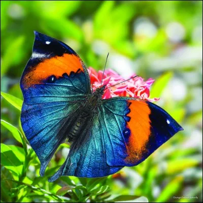 Déçu par ce pays, le papillon prend la direction de l'est, longe une mer, et le lendemain il survole une ville-phare, juchée non loin d'un détroit, et habitée par des descendants d'Ottomans !