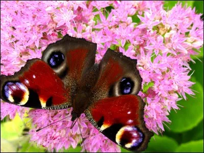 C'est les ailes couvertes de givre, que le papillon, dégoûté, prend la direction du sud, en quelques jours le climat se réchauffe considérablement et il survole une ville où les taureaux ne sont pas à la noce !