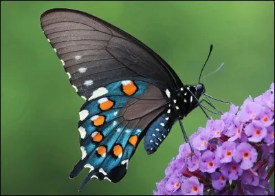 Attiré par la "Grande bleue", le papillon décide de la traverser, quelques jours plus tard il survole une ville et repère une place ou des hommes accroupis jouent de la flûte à des serpents, à la plus grande joie des touristes, dommage que notre papillon ne sache pas lire, sinon il saurait que cette place s'appelle Jemaa el-Fna !