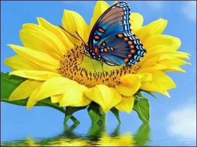 Pendant qu'il est encore en forme, le papillon décide de traverser l'Atlantique, ça lui prend pas mal de temps mais il finit par arriver au-dessus d'un aéroport, s'il savait lire, il saurait que cet aéroport s'appelle Félix Eboué, et qu'il dessert ...