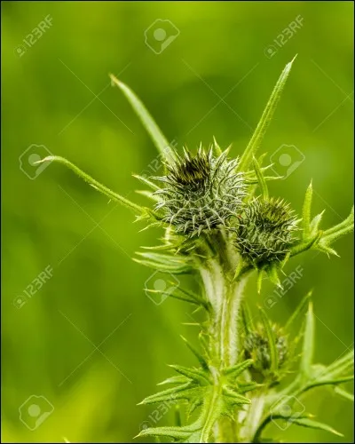 Pour pouvoir vous chauffer avec cette plante, vous devrez, obligatoirement, changer la lettre...