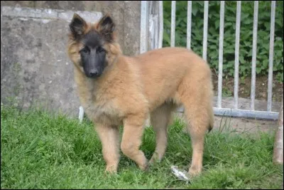 Sauras-tu deviner ma race ?