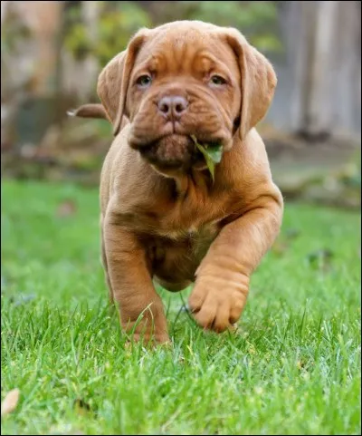 Hello ! Sauras-tu retrouver ma race parmi les propositions ?