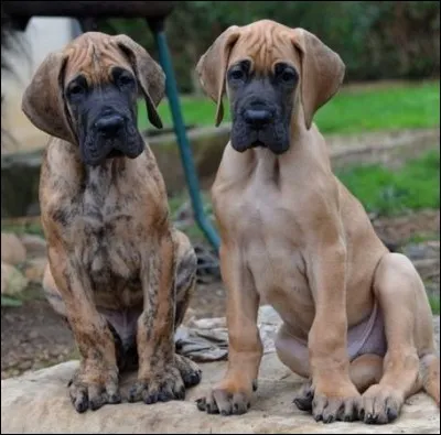 Nous sommes de la même race ! Mais laquelle ?