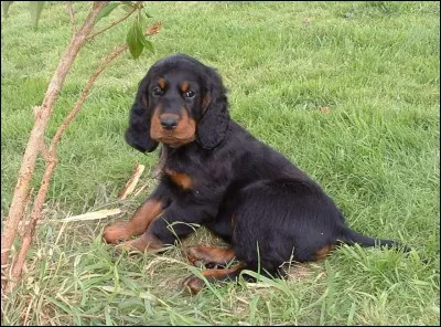 Coucou ! Quelle est ma race ?