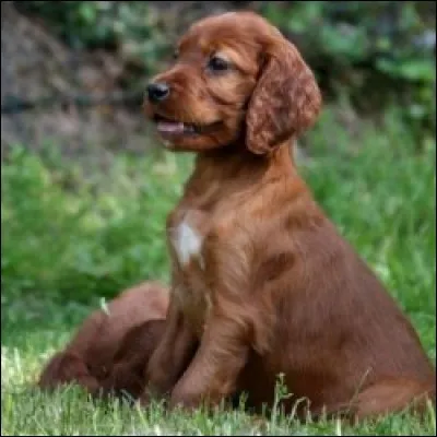 Je suis le plus beau ! Il faut deviner ma race, du coup !