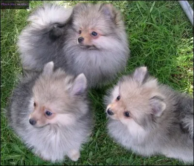 Nous sommes tous les trois de la même race ! Laquelle ?