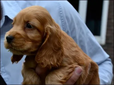 Je suis mignon ! Comment tu me trouves ? Allez, quelle est ma race ?