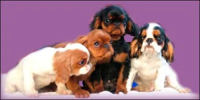 Nous sommes de la même race ! Et si tu nous adoptais ? Mais avant, oui, il faut notre race !