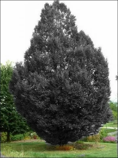 Si vous tombez sous cet arbre, que va-t-il se passer ?