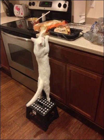 Si tu étais un chat, volerais-tu de la nourriture à ton maître ?