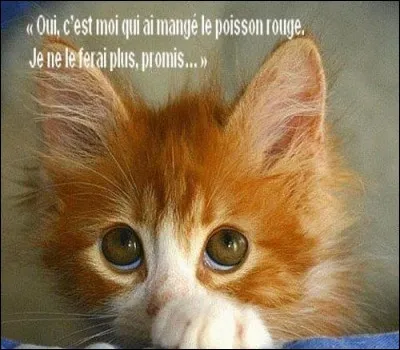 Mangerais-tu beaucoup ?