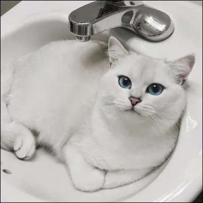 Est-ce que tu te ferais beau ?