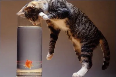 Es-ce que tu essayerais de manger le poisson rouge ? (Ne mens pas petit chat !)