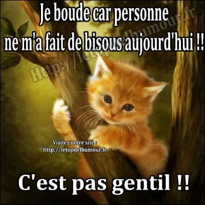 Serais-tu câlin avec ton maître ?