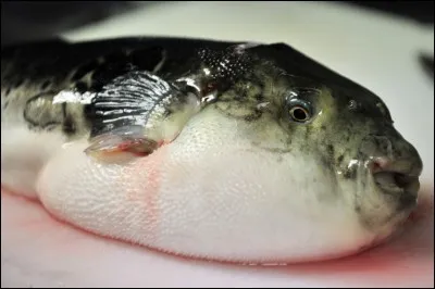Quel poisson est mortel s'il n'est pas bien préparé ?