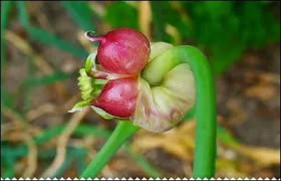 Les propriétés de l'ail cru seraient ainsi supérieures à celles de l'ail cuit.