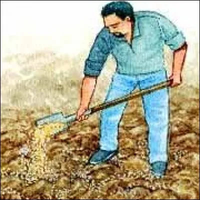 Pour favoriser la croissance du bulbe, la hampe florale des variétés d'ail à bâton sera coupée, au plus tard, lorsqu'elle aura atteint...