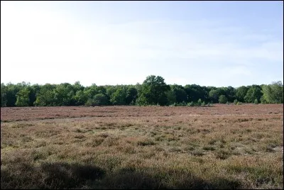 Dans quel pays produit-on le whiskey ?