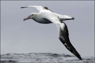 Nous apercevons ici un albatros.