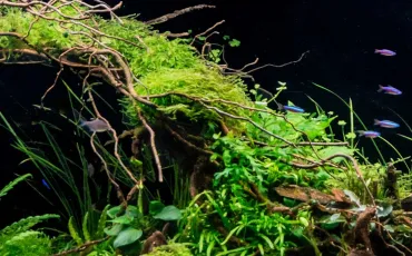 Quiz Aquariophilie