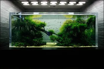 Qu'est-ce que le GH ?