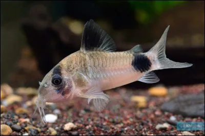 Comment vivent les corydoras ?