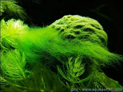 Comment appelle-t-on cette algue ?