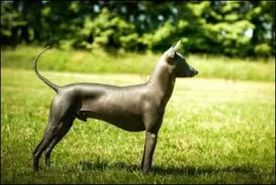 La dixième race est...