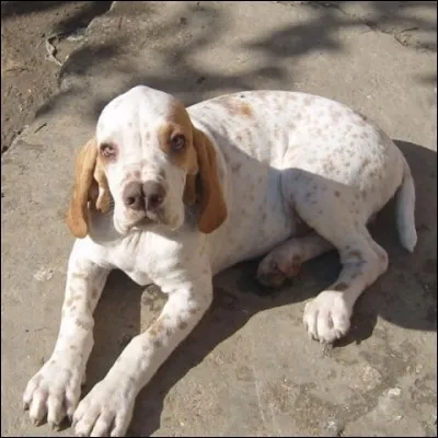 La deuxième race est...