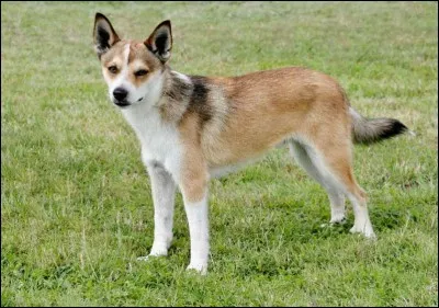 La quatrième race est...