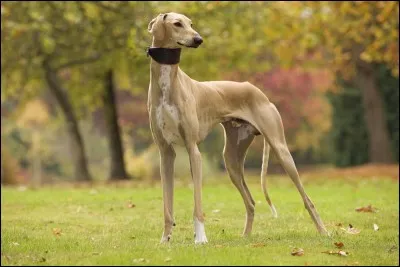 La septième race est...