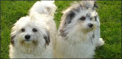 La huitième race est...