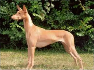 La neuvième race est...