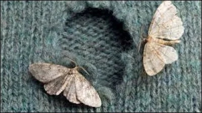 Complétez : "Vous saviez que ce pull était tout troué alors pourquoi le _____-vous ?