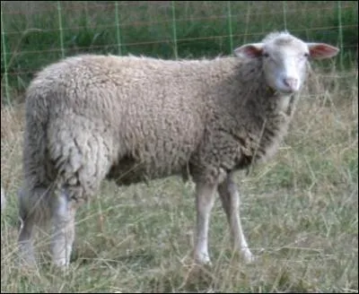 Quel est l'animal ci-dessus ?